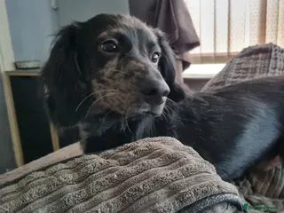 Mixed Breed dogs Docker - Advert 8