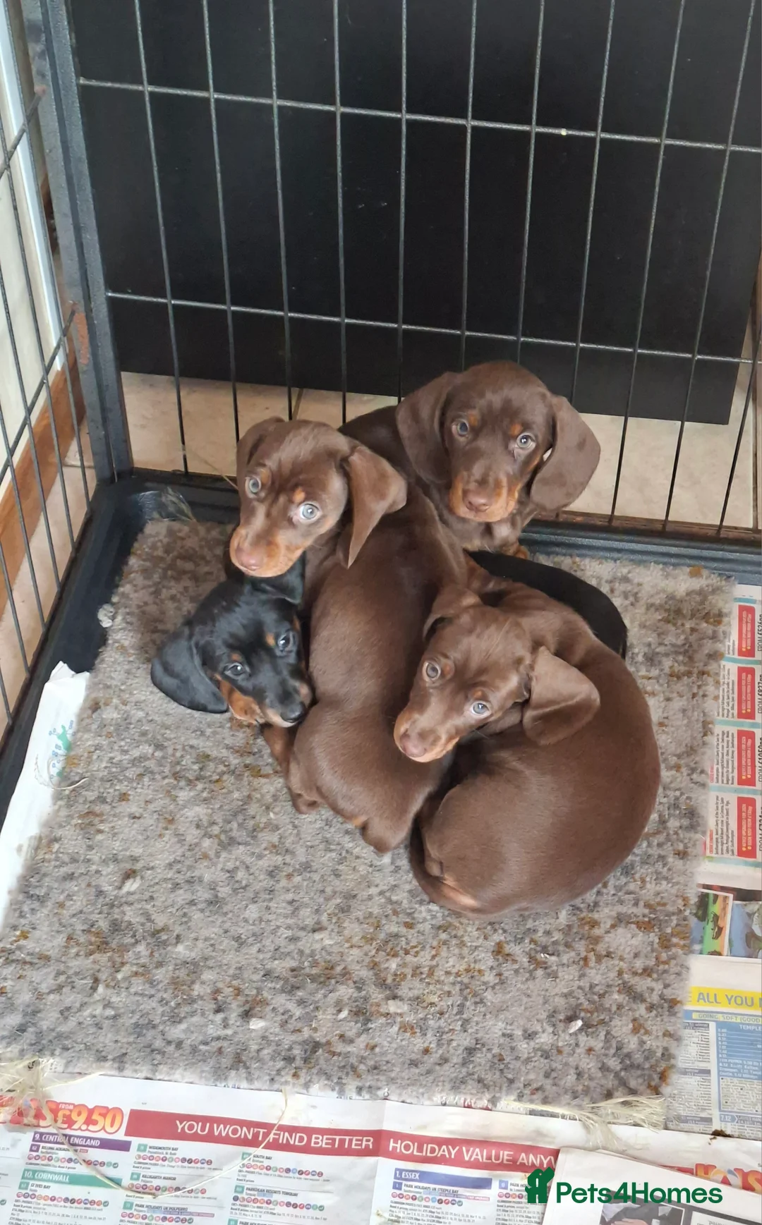 Miniature Dachshund dogs for sale: Miniature dachshund pups - Advert 1