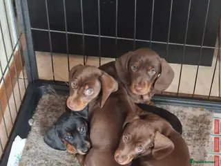 Miniature Dachshund dogs Miniature dachshund pups in Ballyclare - Advert 1