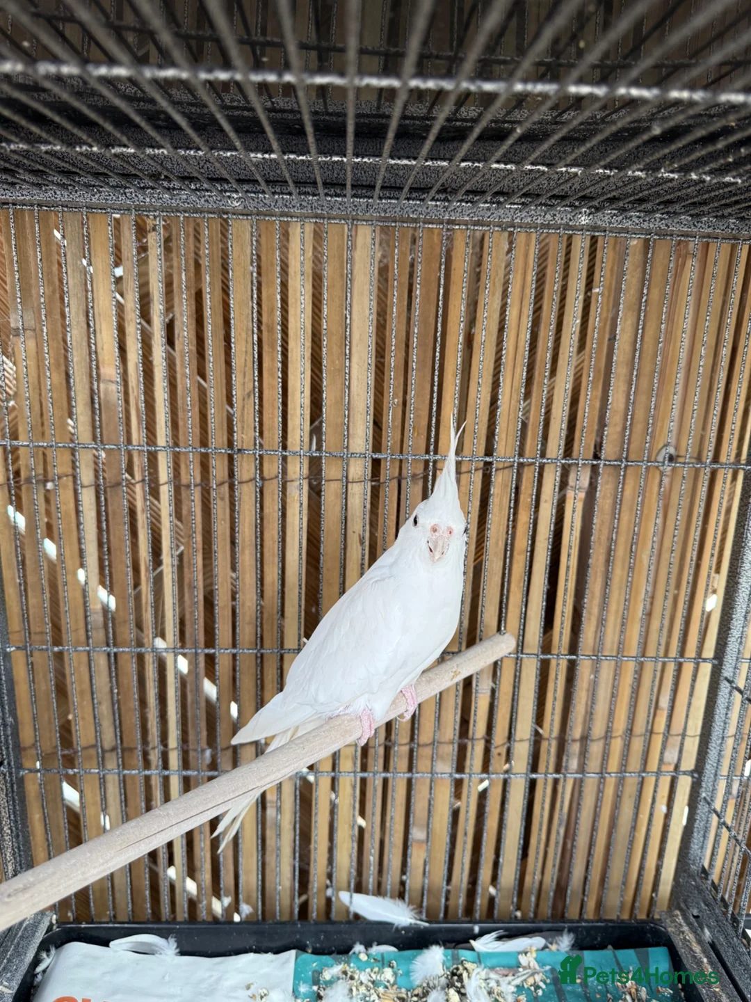 Cockatiels birds for sale: Cockatiels / White Albino Cockatiel female. - Advert 2