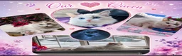 Ragdoll cats for sale: 6 beautiful pure ragdoll kittens in Bishop's Stortford - Advert 2