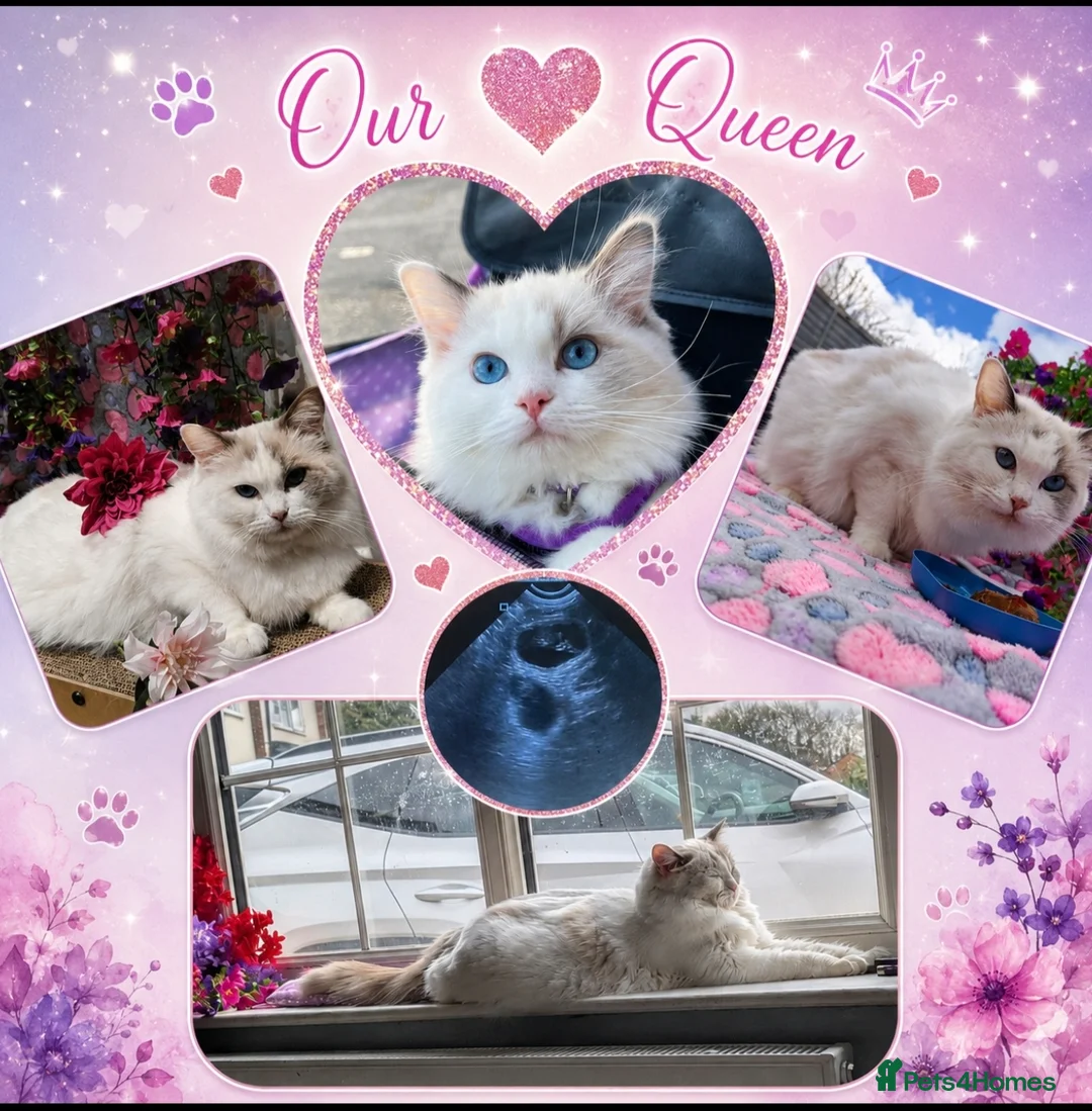 Ragdoll cats for sale: 6 beautiful pure ragdoll kittens in Bishop's Stortford - Advert 2