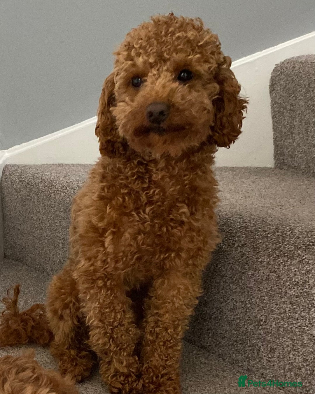 Toy Poodle dogs for stud: Toy Poodle Stud (Not for Sale) in Houghton le Spring - Advert 1