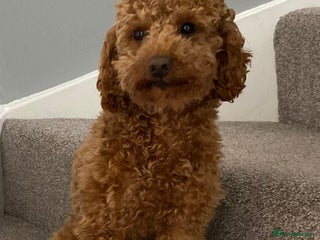 Toy Poodle dogs Toy Poodle Stud (Not for Sale) in Houghton le Spring - Advert 2