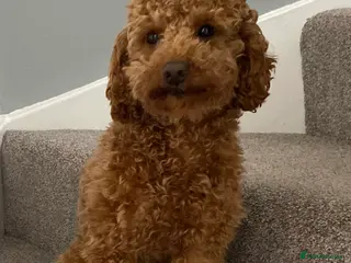 Toy Poodle dogs Toy Poodle Stud (Not for Sale) - Advert 1