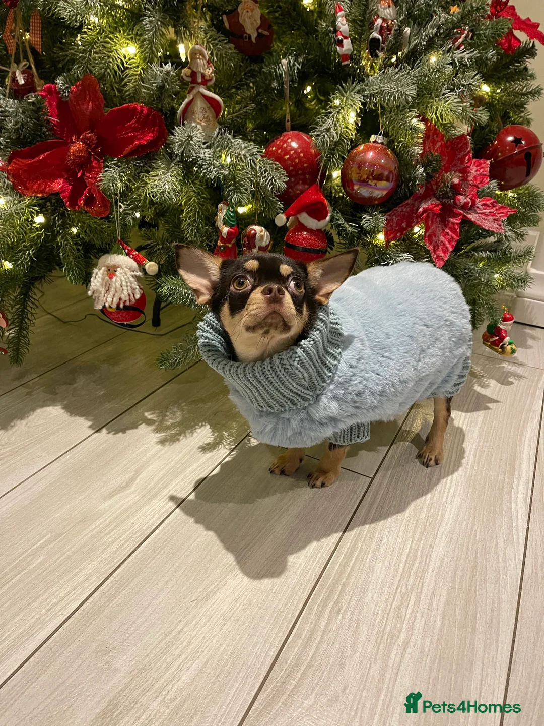 Chihuahua dogs for stud: STUNNING SMOOTH COAT CHIHUAHUA AVAILABLE AT STUD in Grays - Advert 9