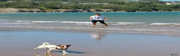Jack Russell dogs for stud: Purebred Jack Russell Available for Stud - Advert 3