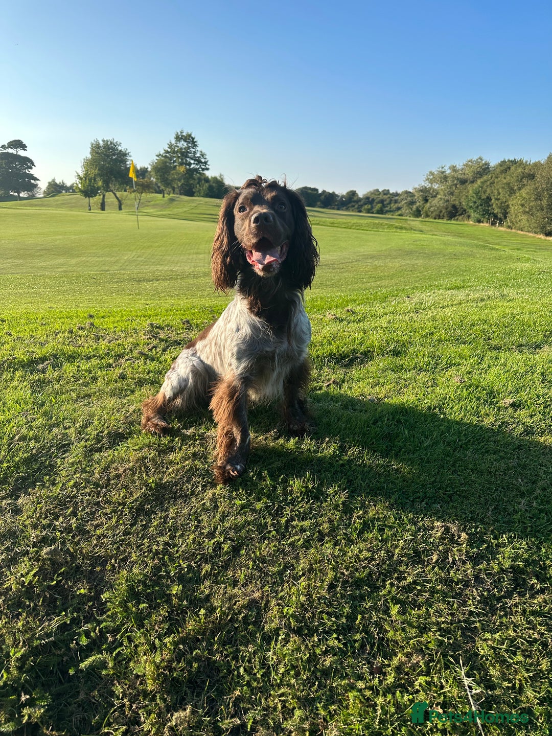 Cocker Spaniel dogs for stud: 🔥WORKING COCKER SPANIEL AT STUD🔥 in Gateshead - Advert 1