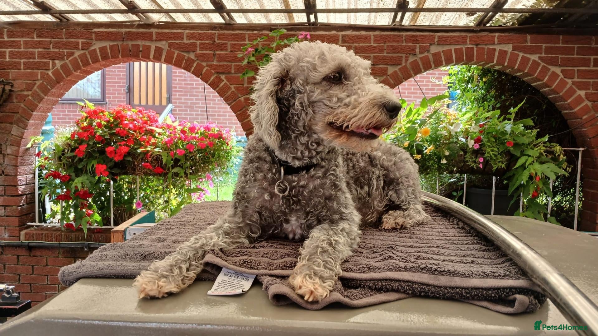 Bedlington Terrier dogs Bedlinton terrier pups - Advert 4