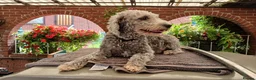 Bedlington Terrier dogs for sale: Bedlinton terrier pups - Advert 1
