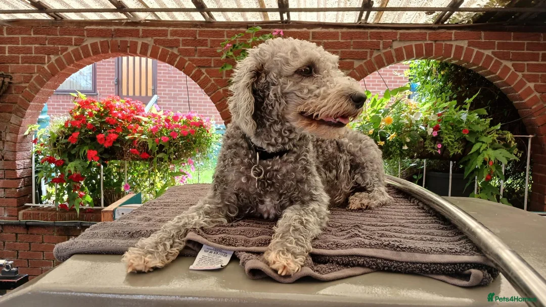 Bedlington Terrier dogs for sale: Bedlinton terrier pups - Advert 1