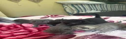 Mixed Breed cats for sale: Stunning kittens  - Advert 4