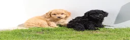 Cockapoo dogs for sale: Beautiful Cockapoo puppies for sale  in Llanelli - Advert 24