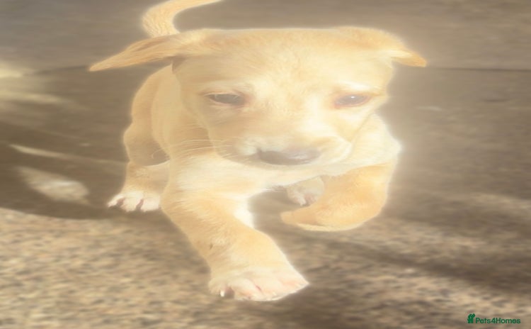 Saluki dogs - Advert 3