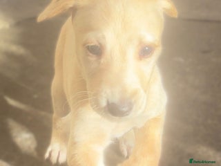 Saluki dogs - Advert 13