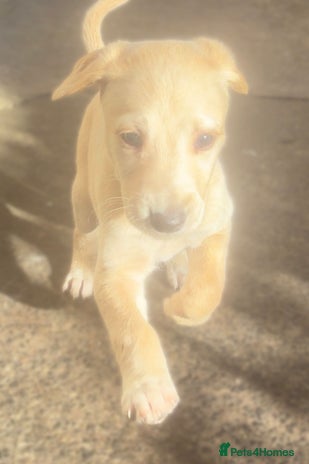 Saluki dogs - Advert 3