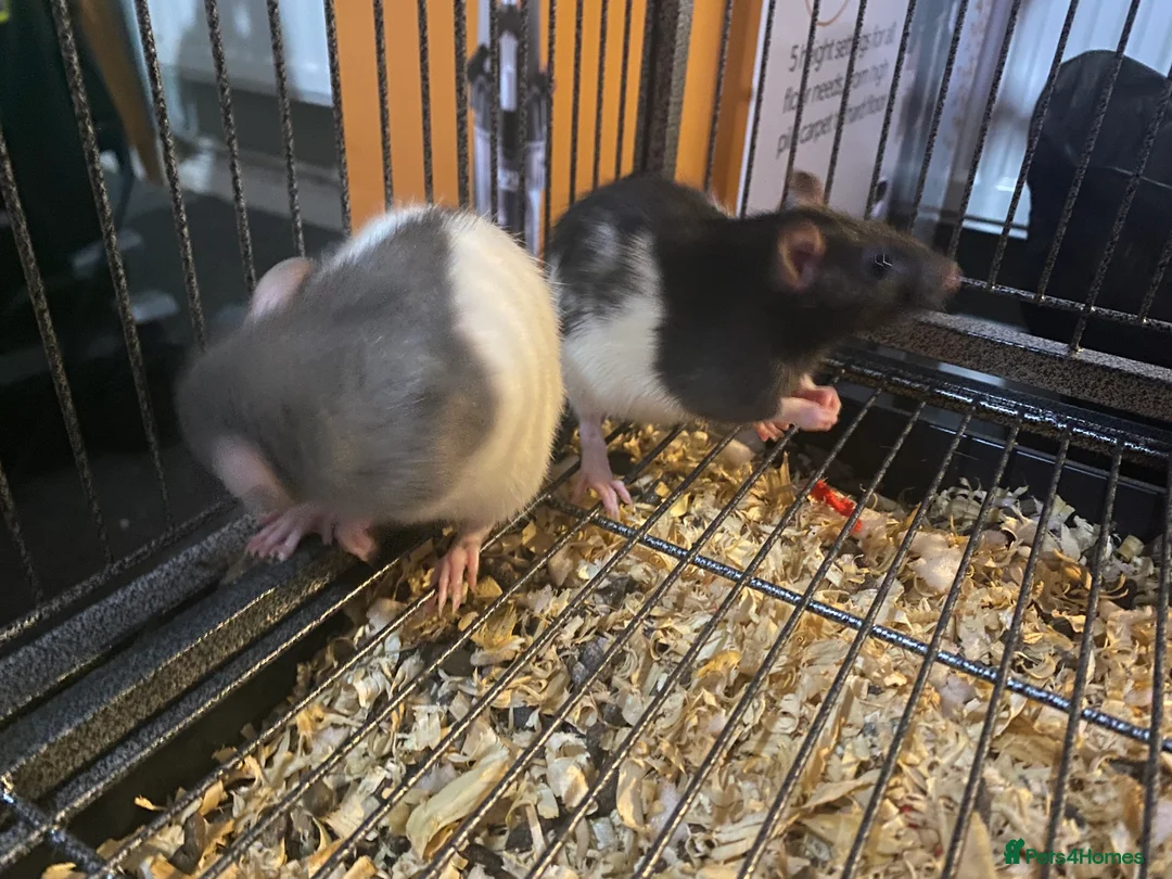 Rat rodents for sale: 2 male rats  - Advert 2