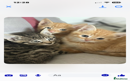 Mixed Breed cats for sale: Beautiful kittens rare ginger females  - Image 5