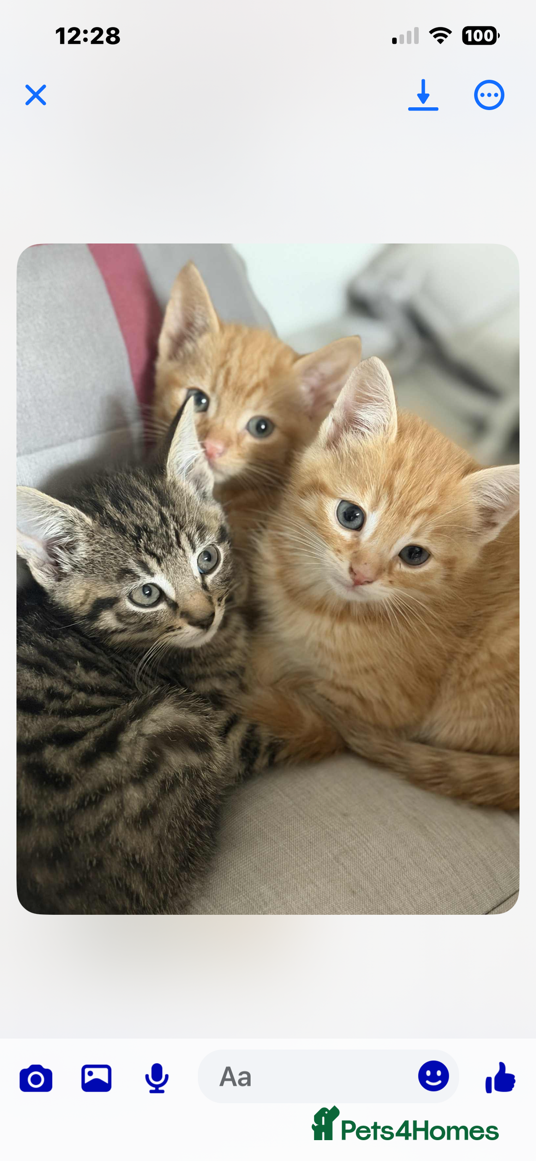 Mixed Breed cats for sale: Beautiful kittens rare ginger females  - Image 5