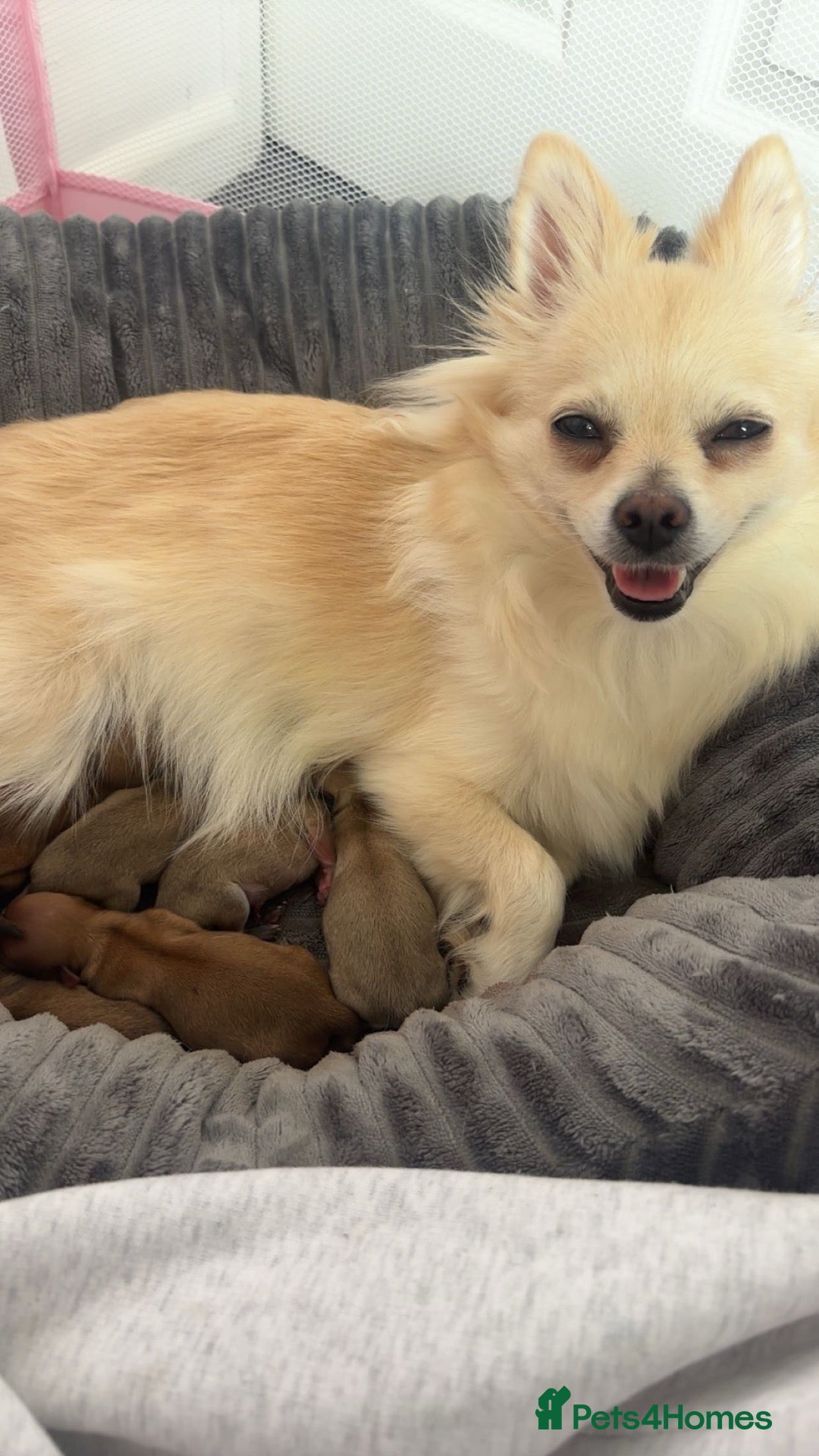 Pomchi dogs for sale: Pomchi Puppies - Advert 21