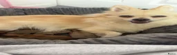 Pomchi dogs for sale: Pomchi Puppies - Advert 1