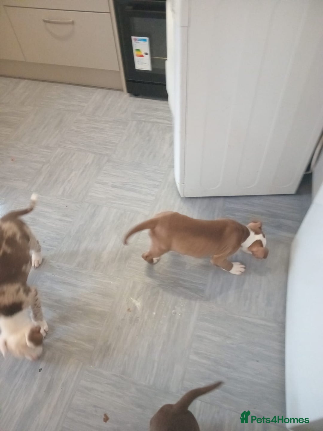 Alapaha Blue Blood Bulldog dogs for sale: Alaphas  - Advert 4