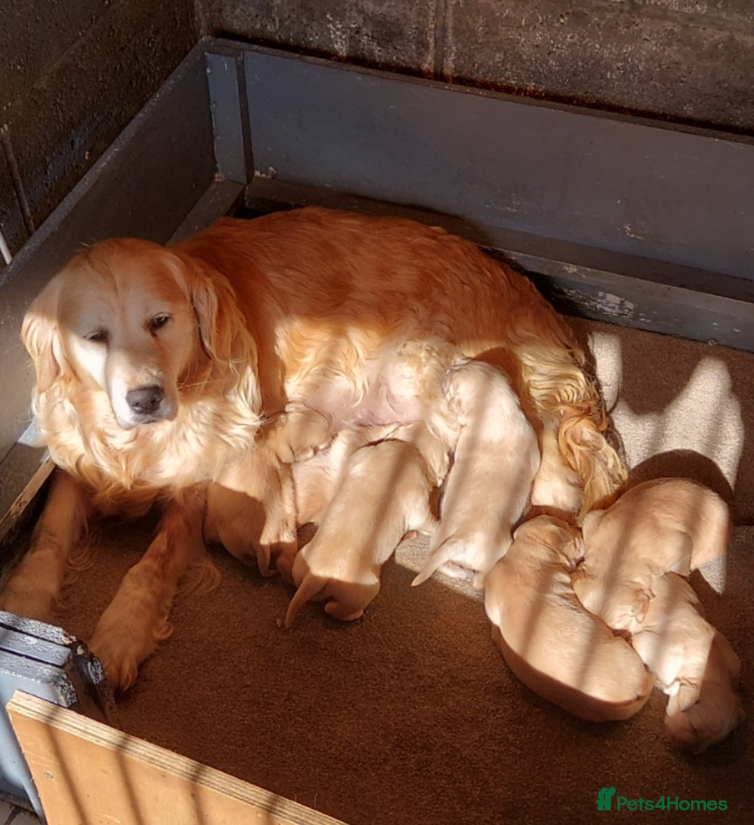 Golden Retriever dogs STUNNING HEALTH TESTED RETRIEVERS  - Advert 10