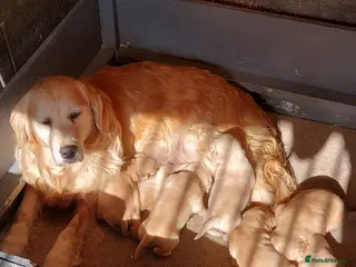 Golden Retriever dogs HEALTH TESTED GOLDEN RETRIEVERS - Advert 1