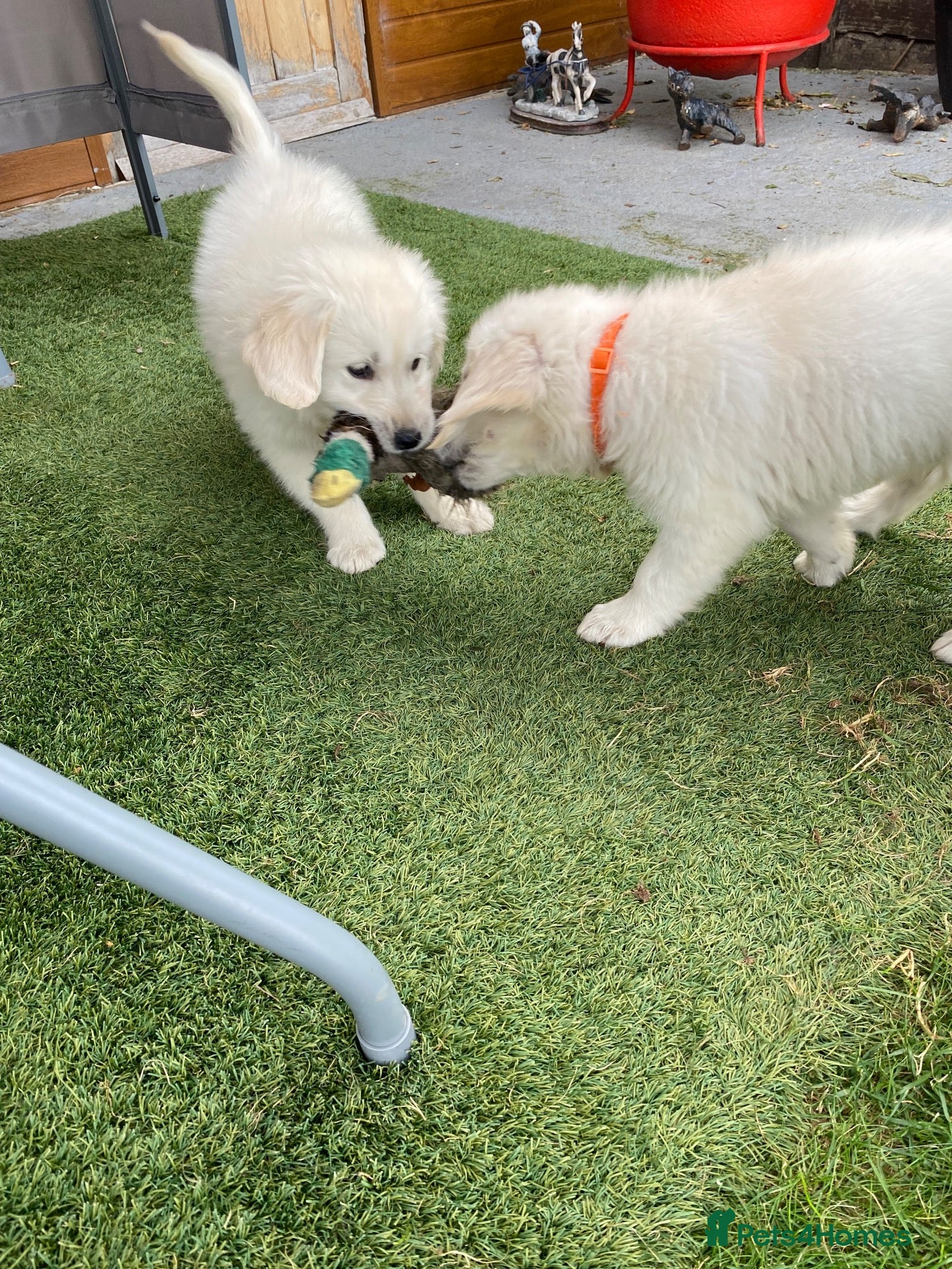 Golden Retriever dogs Kc golden retrievers  - Advert 2