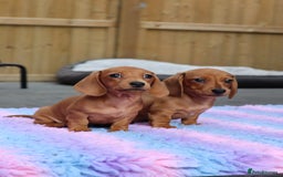 Miniature Dachshund dogs for sale: Ready now Miniature smoothhaired dachshunds - Image 16