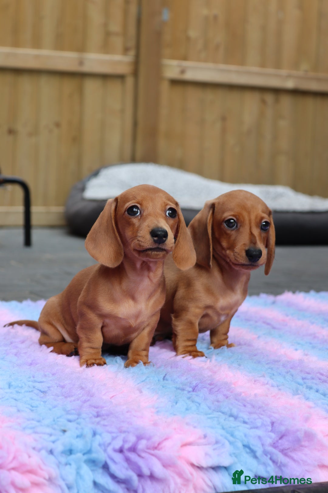 Miniature Dachshund dogs for sale: Ready now Miniature smoothhaired dachshunds - Image 16