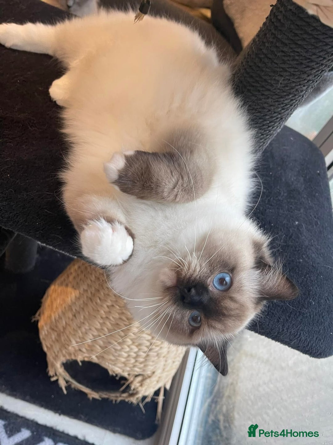 Ragdoll cats for sale: ✨Ragdoll Kittens Available – European Lines ✨ - Image 35