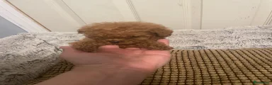 Toy Poodle 2