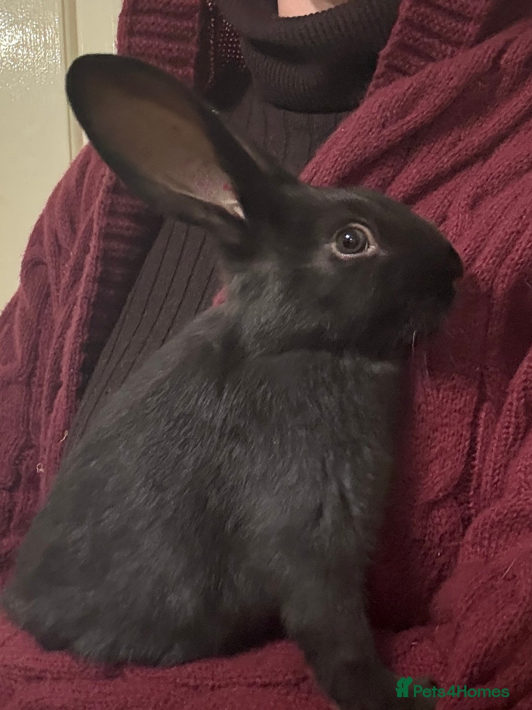 New Zealand rabbits for sale: New Zealand kits ready - Advert 3