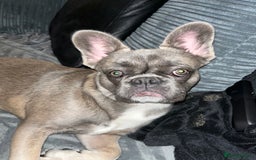 French Bulldog dogs for sale: French bulldog  - Image 13