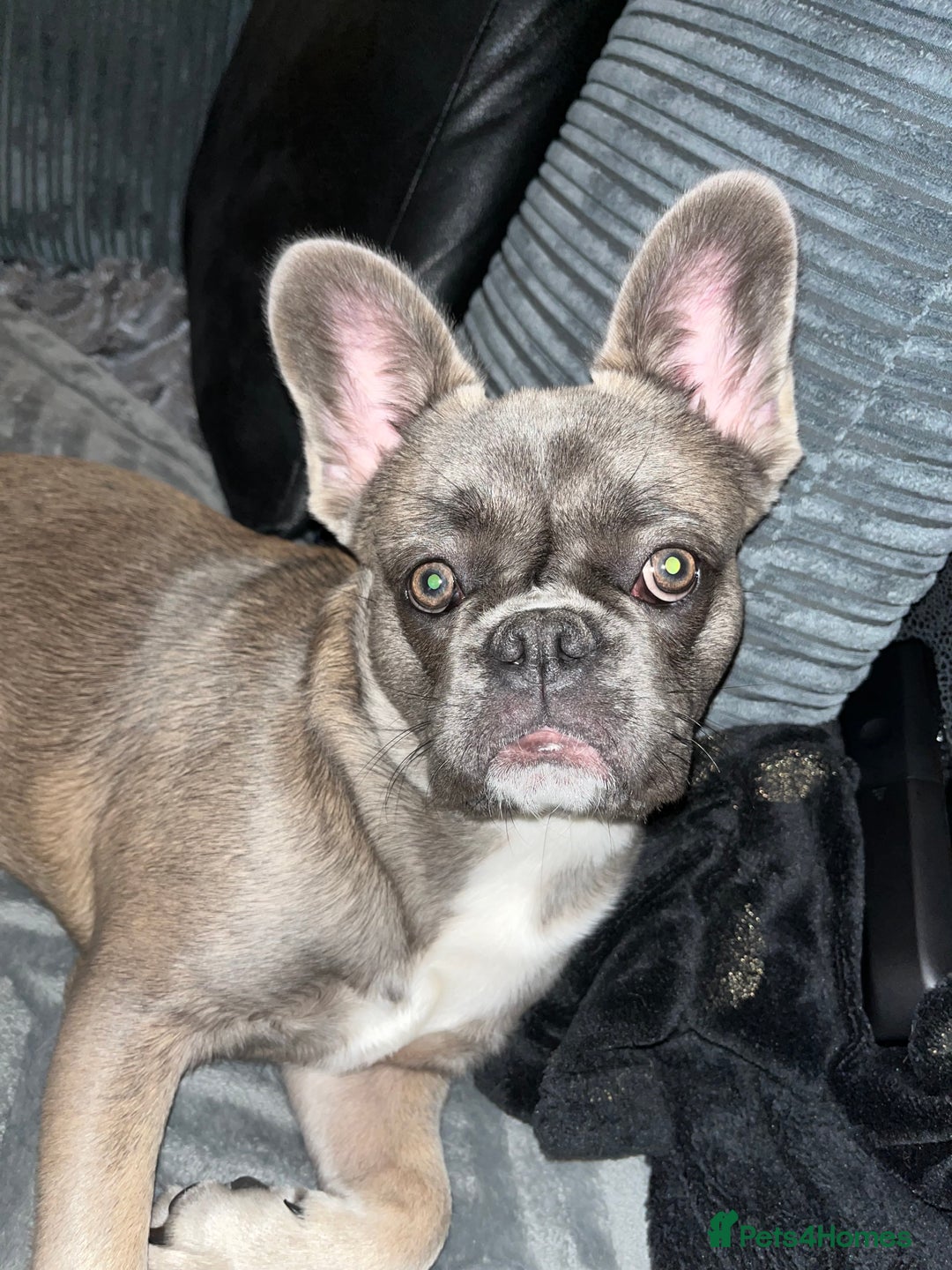 French Bulldog dogs for sale: French bulldog  - Image 13