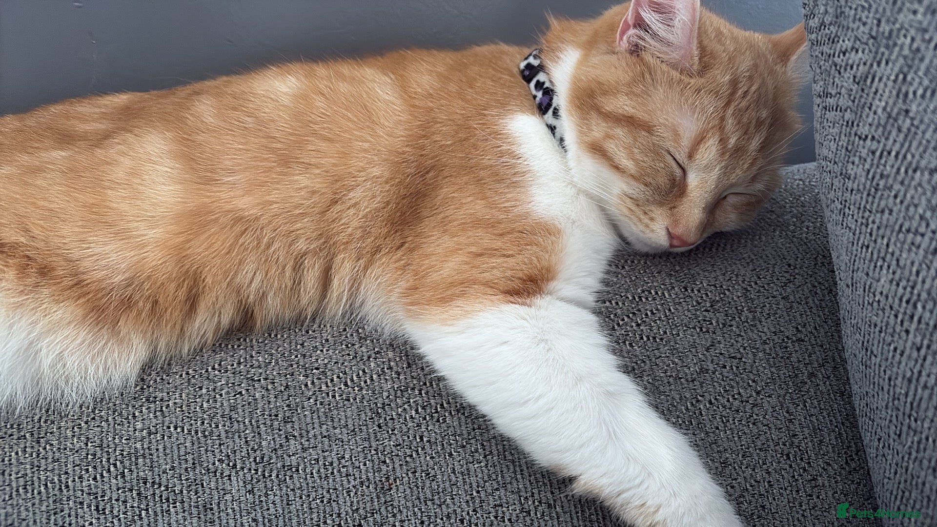 Mixed Breed cats Female cat looking for forever home  - Advert 1