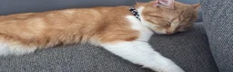 Mixed Breed cats for sale: Female cat looking for forever home  - Advert 1