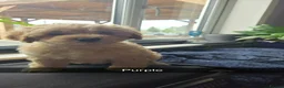 Cockapoo dogs for sale: cockapoo puppies  in Castleford - Advert 5