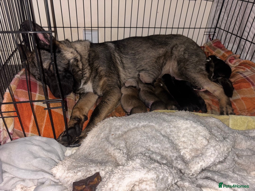 German Shepherd dogs for sale: Czech Shepherd x Akita PUPPIES!!  - Image 13
