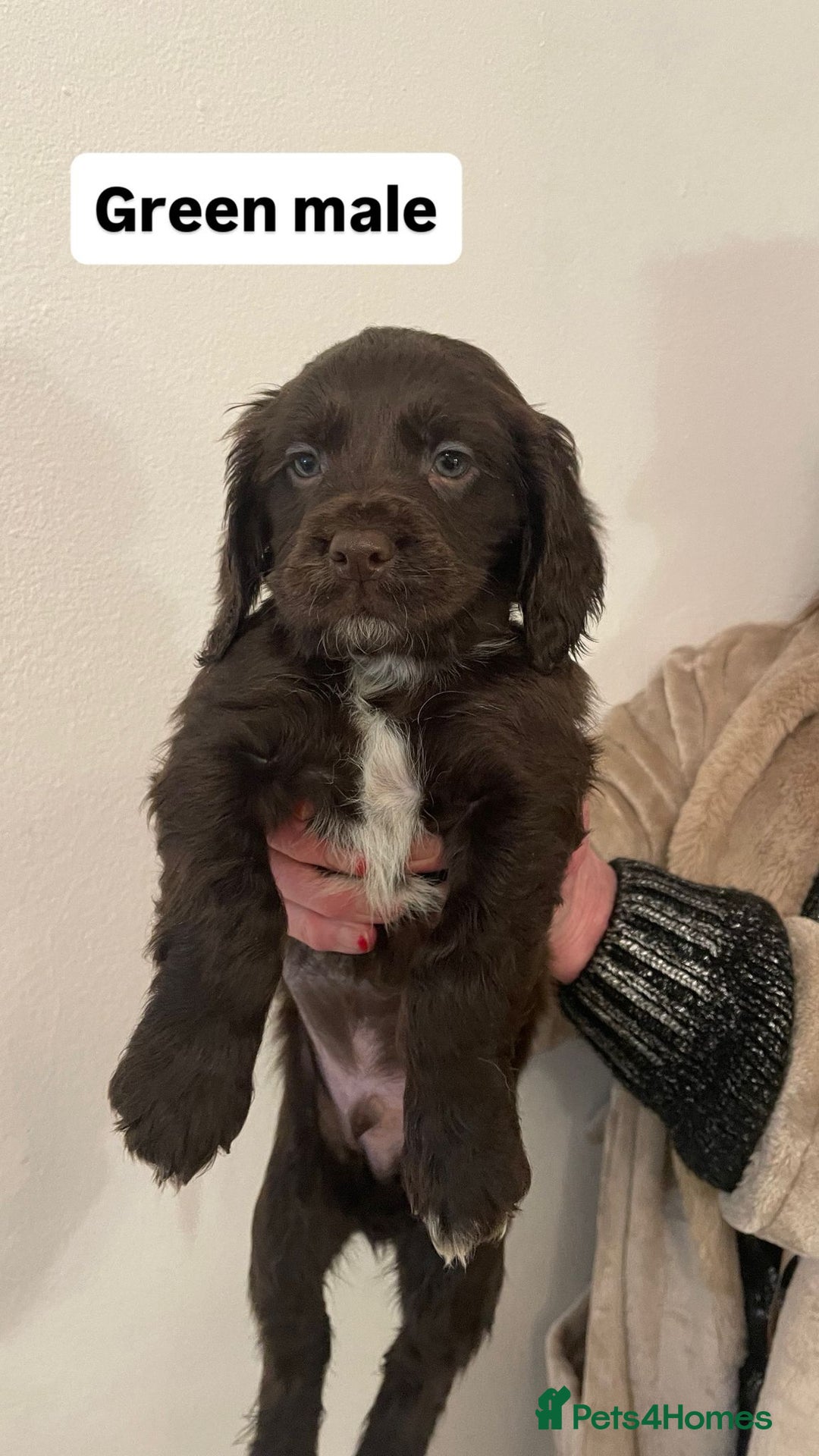 Sprocker dogs for sale: Sproker Spaniels For Sale - Advert 5