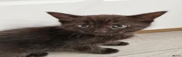 Mixed Breed cats for sale: Kittens - Advert 9