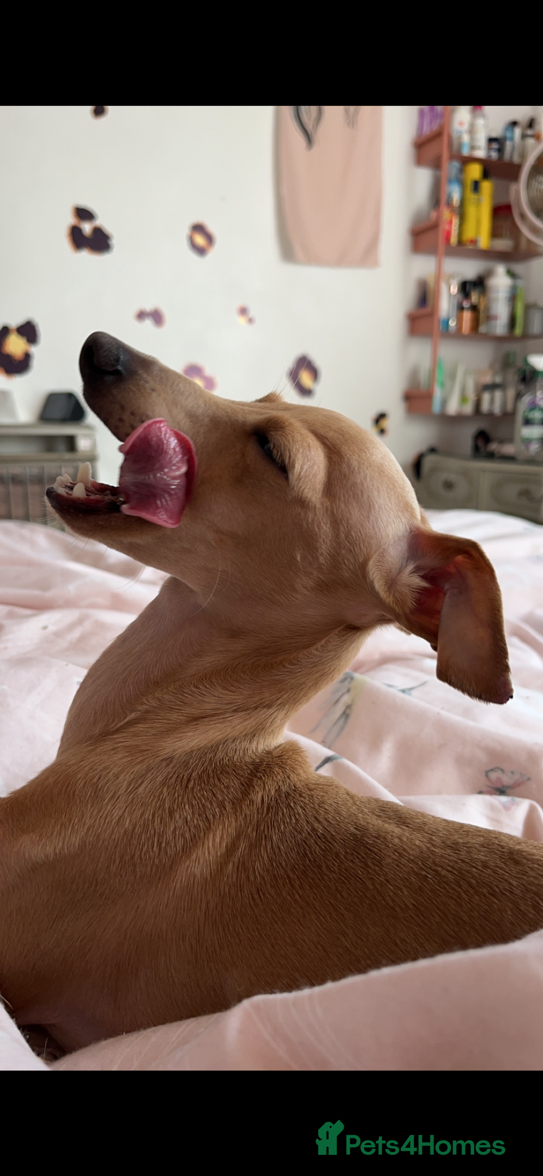 Italian Greyhound dogs for stud: Tiny stud with HUGE personality - Advert 3