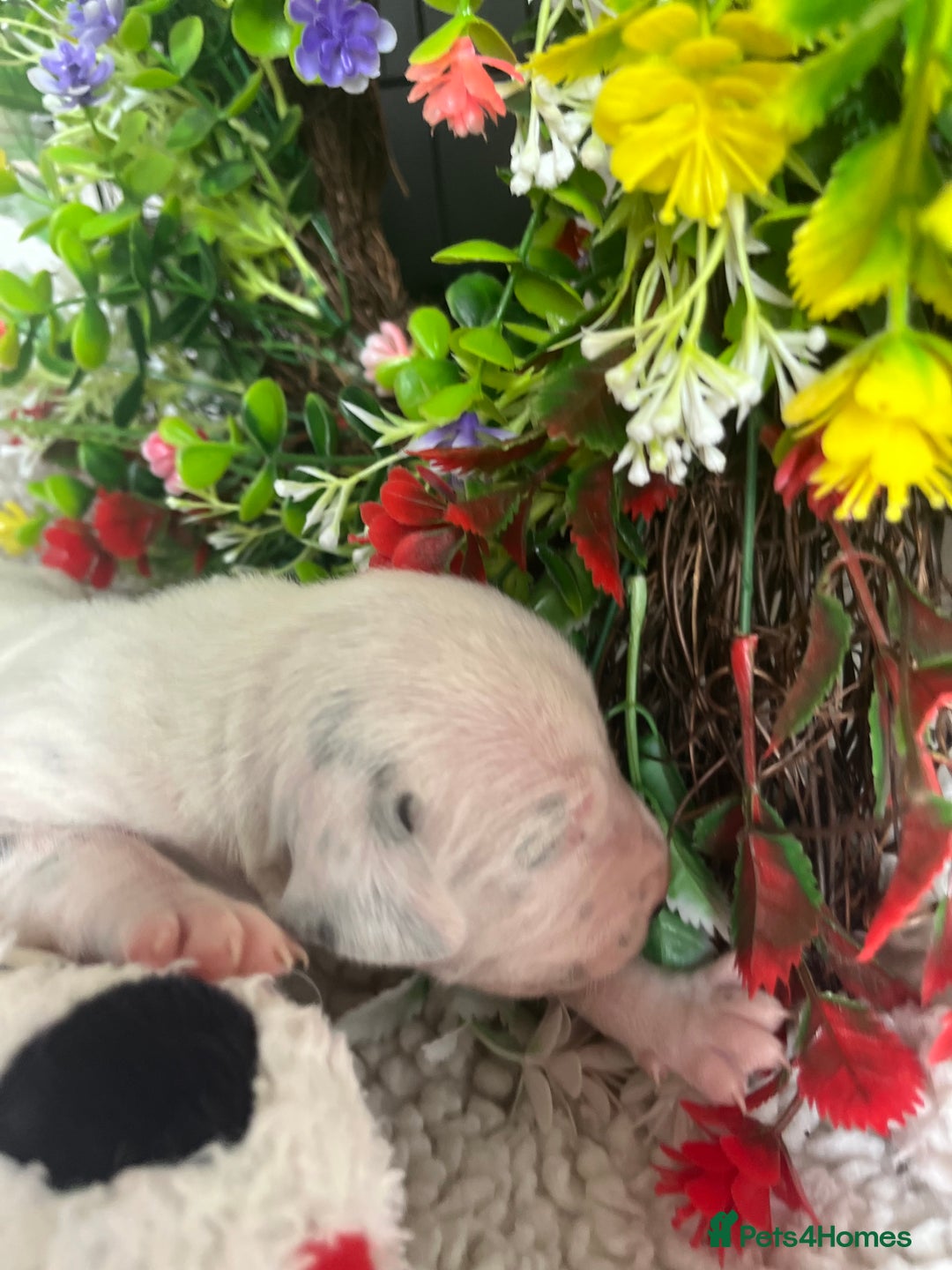 Dalmatian dogs for sale: Quality puppies home reared mother champion  - Image 6