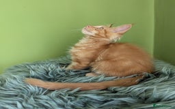 Maine Coon cats for sale: Beautiful Pedigree Maine Coon Kittens  - Image 16