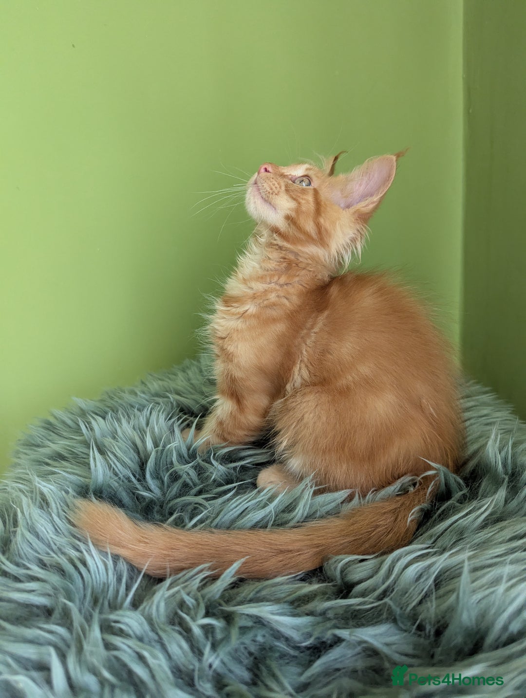 Maine Coon cats for sale: Beautiful Pedigree Maine Coon Kittens  - Image 16