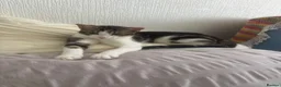 Mixed Breed cats for sale: Cats for sale - Advert 2