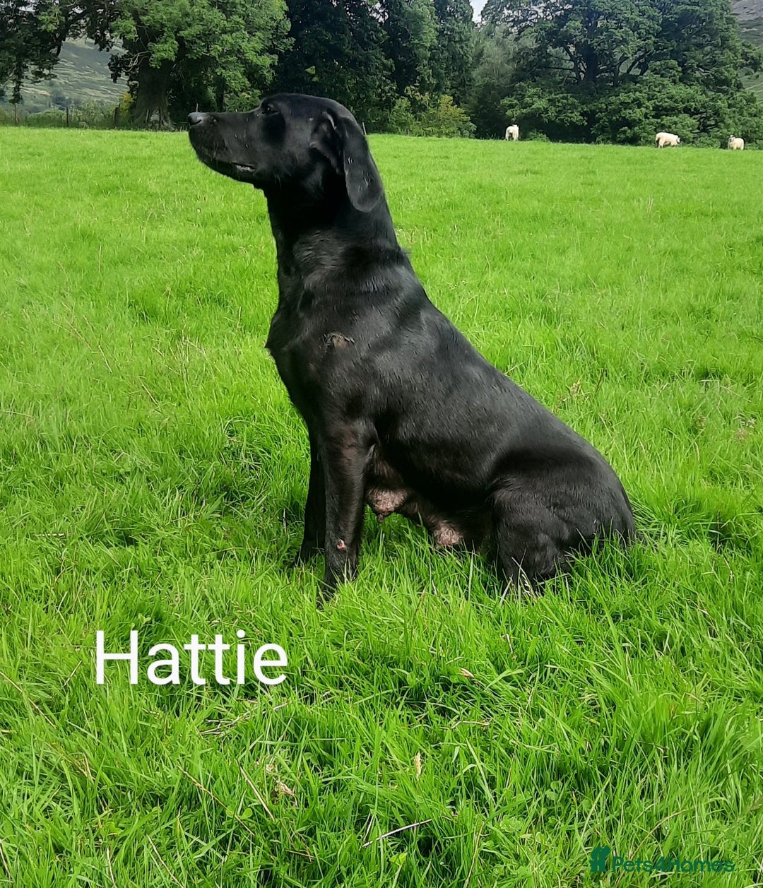 Labrador Retriever dogs for sale: Beautiful litter of KC registered Labrador Puppies - Advert 2