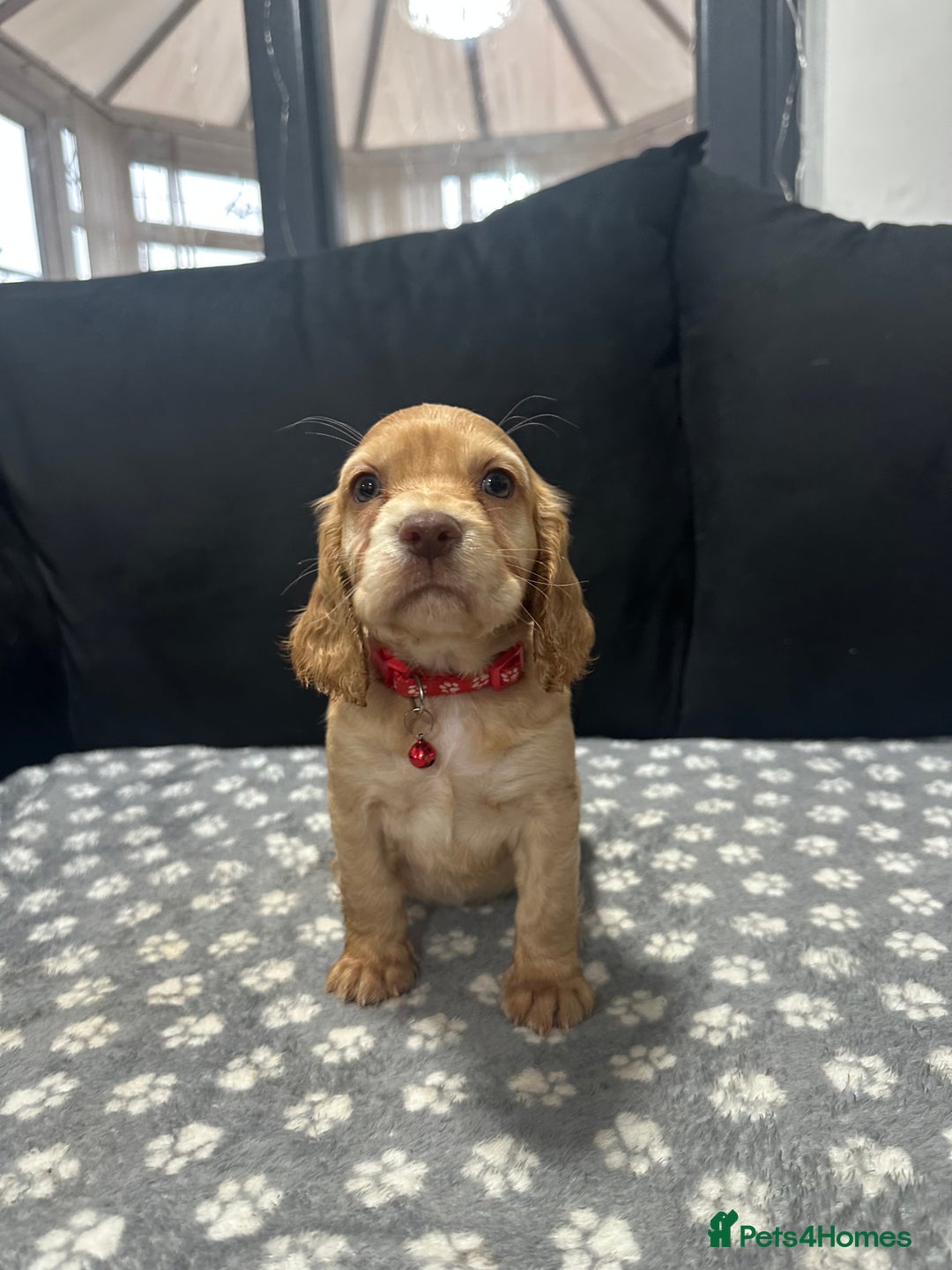Cocker Spaniel dogs for sale: 3 beautiful cocker spaniel puppies left  - Advert 3