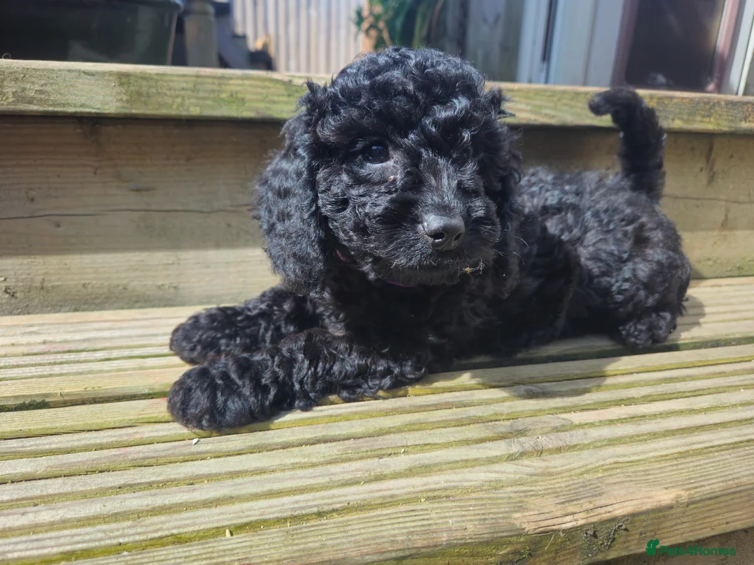 Cockapoo dogs for sale: Cockapoo F2 - Advert 2